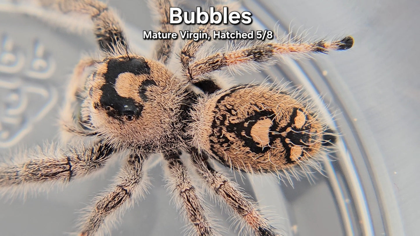 "Bubbles" Female Regal - Mature Virgin