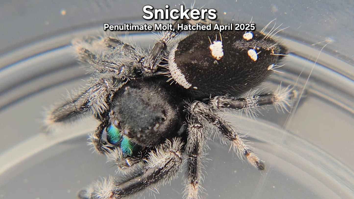 "Snickers" Male Regal - Penultimate Molt(?)
