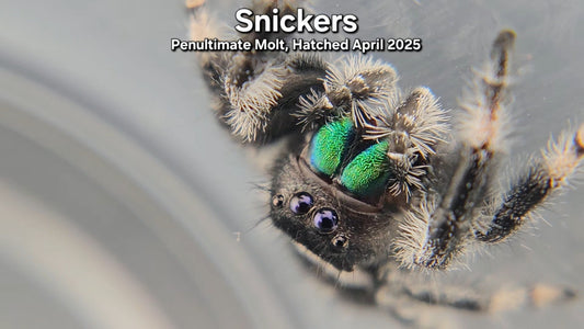 "Snickers" Male Regal - Penultimate Molt(?)