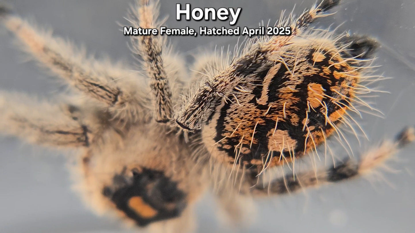 "Honey" Female Regal - Mature Virgin