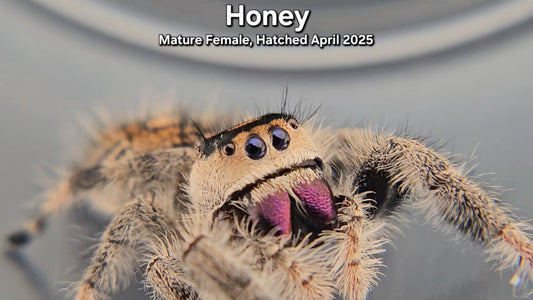 "Honey" Female Regal - Mature Virgin