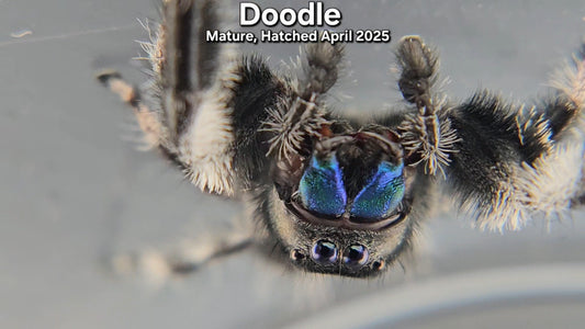 "Doodle" Male Regal - Mature