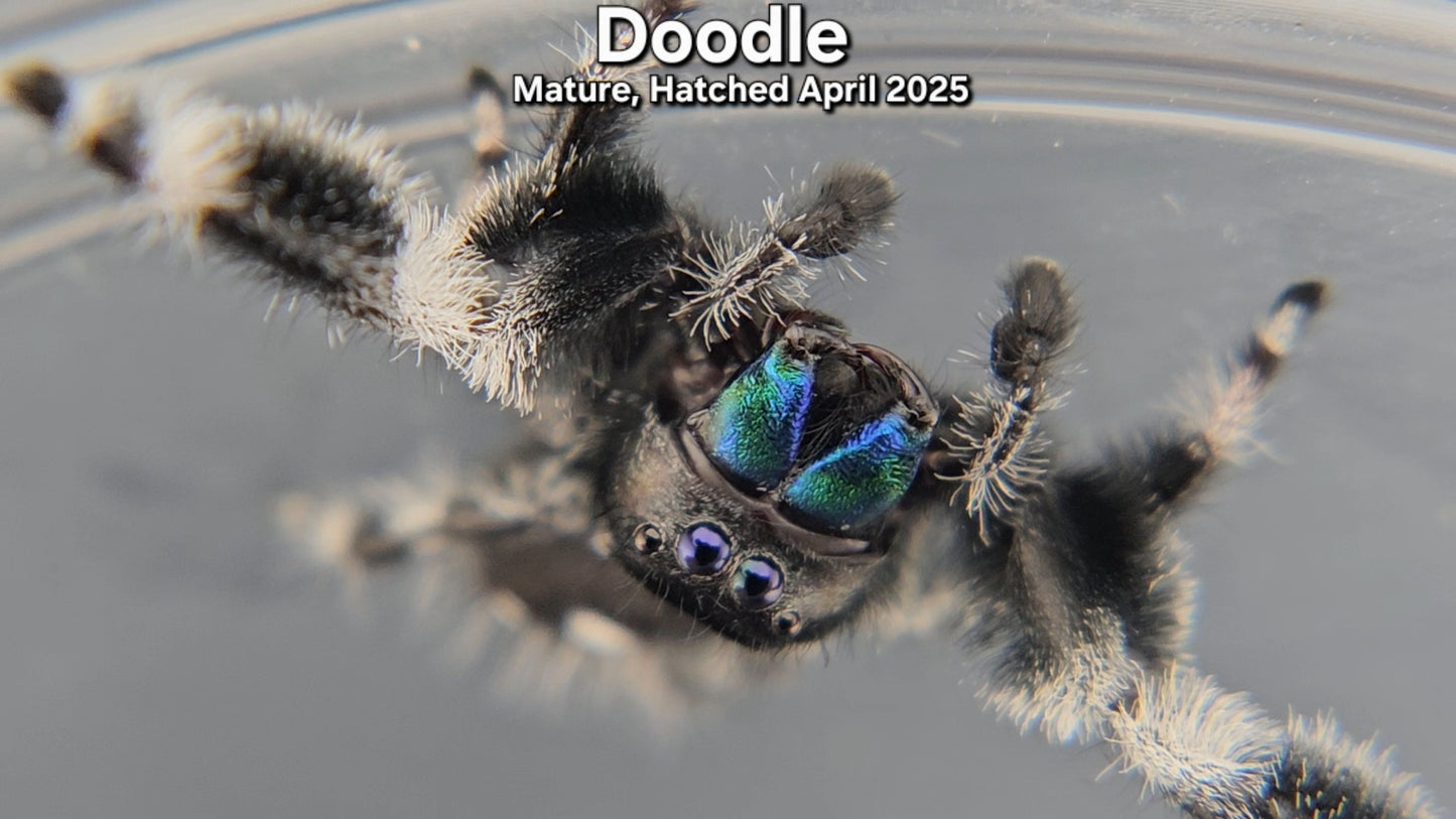 "Doodle" Male Regal - Mature