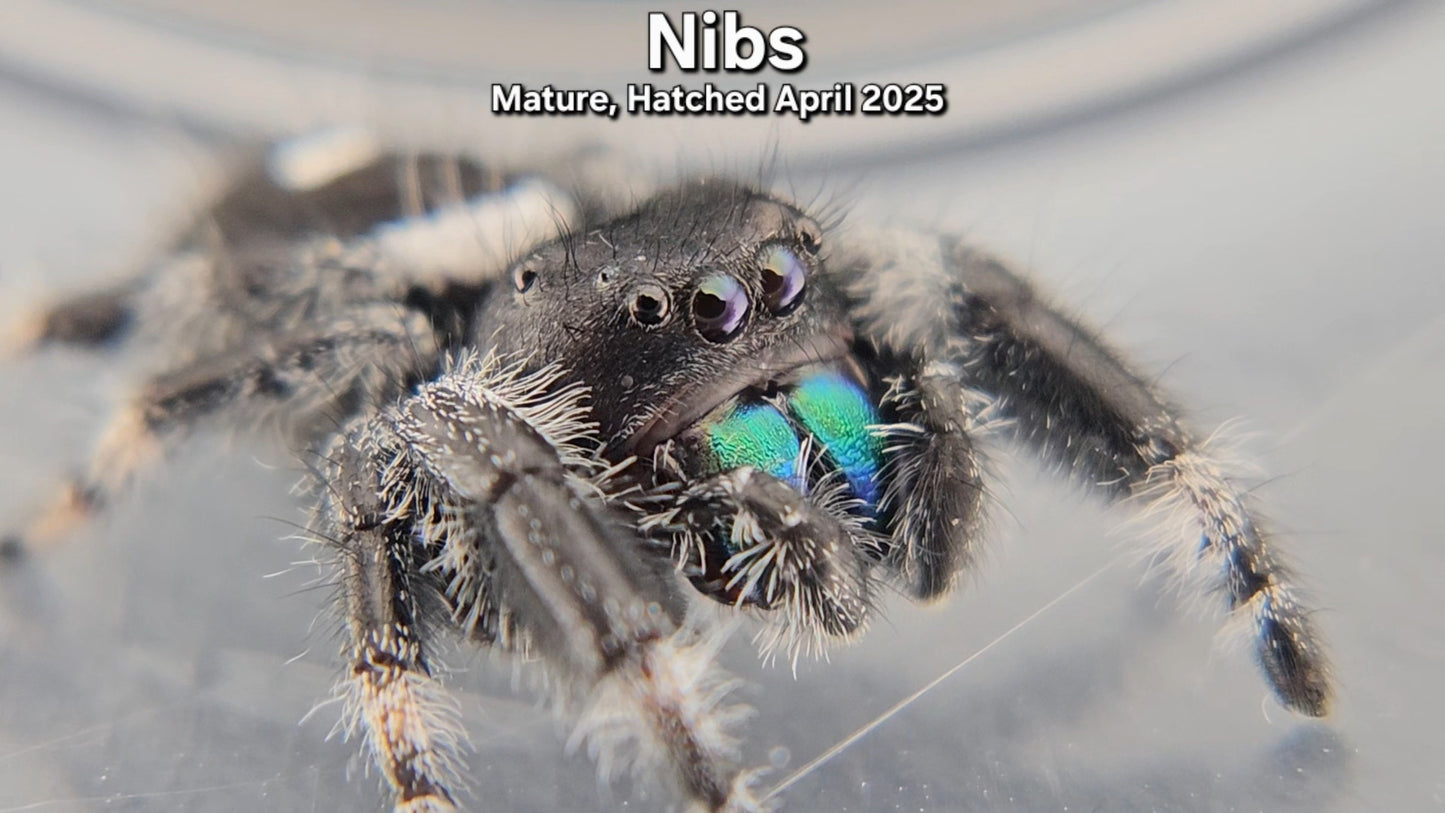 "Nibs" Male Regal - Mature