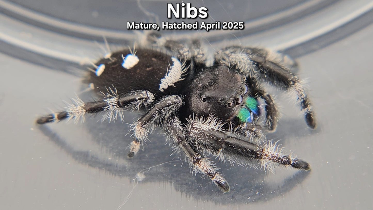 "Nibs" Male Regal - Mature