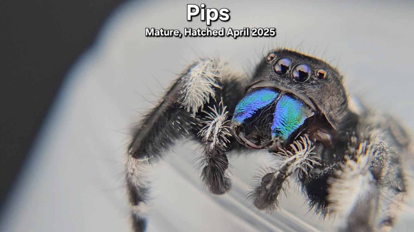 "Pips" Male Regal - Mature