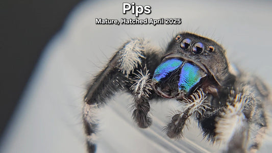 "Pips" Male Regal - Mature