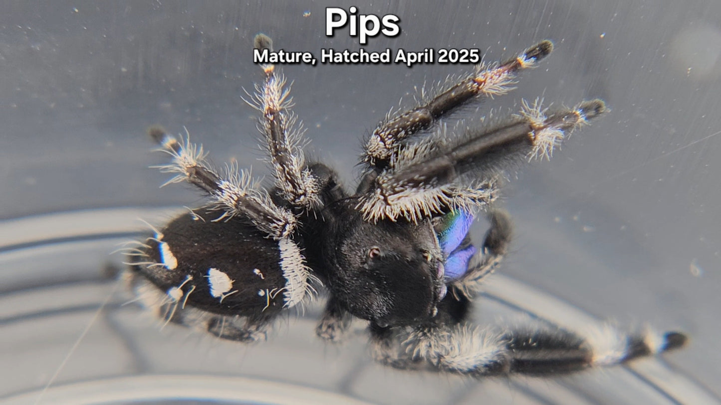 "Pips" Male Regal - Mature