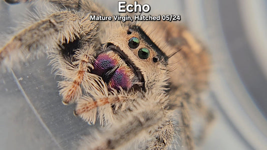 "Echo" Female Regal - Mature Virgin