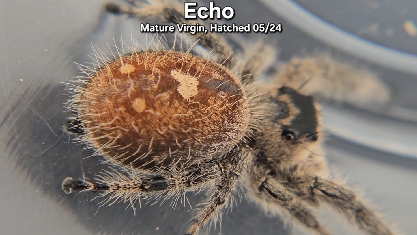 "Echo" Female Regal - Mature Virgin