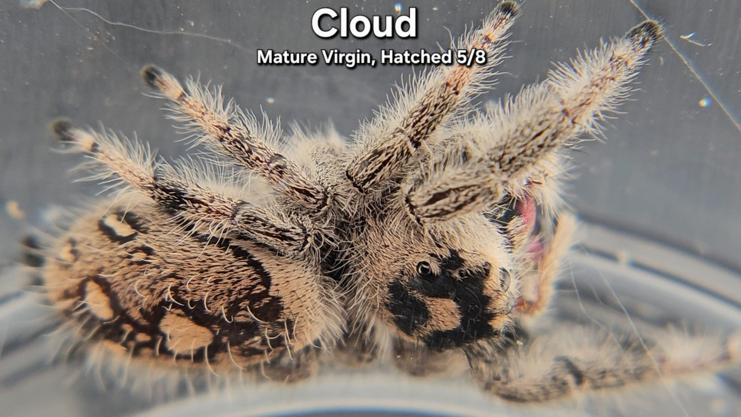 "Cloud" Female Regal - Mature Virgin
