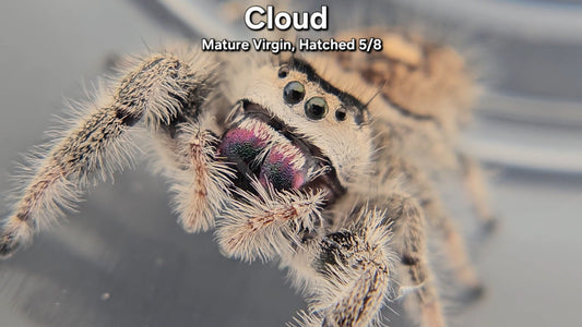 "Cloud" Female Regal - Mature Virgin