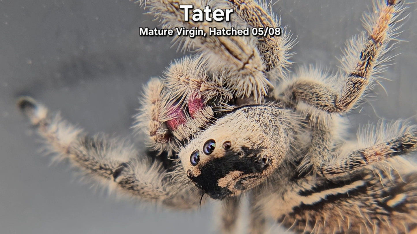 "Tater" Female Regal - Mature Virgin