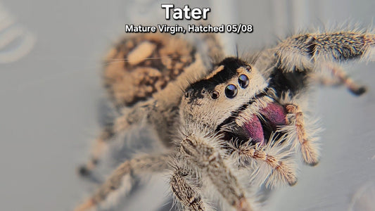 "Tater" Female Regal - Mature Virgin