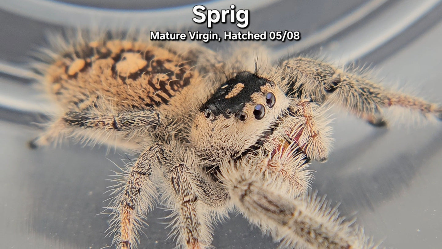 "Sprig" Female Regal - Mature Virgin