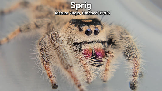 "Sprig" Female Regal - Mature Virgin