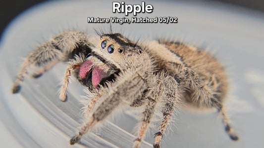 "Ripple" Female Regal - Mature Virgin