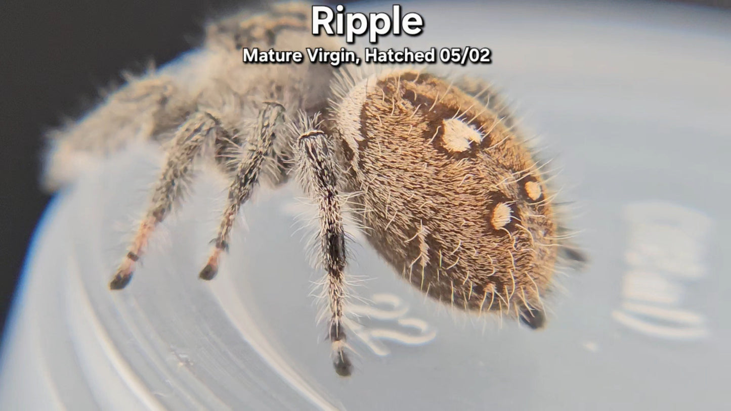 "Ripple" Female Regal - Mature Virgin