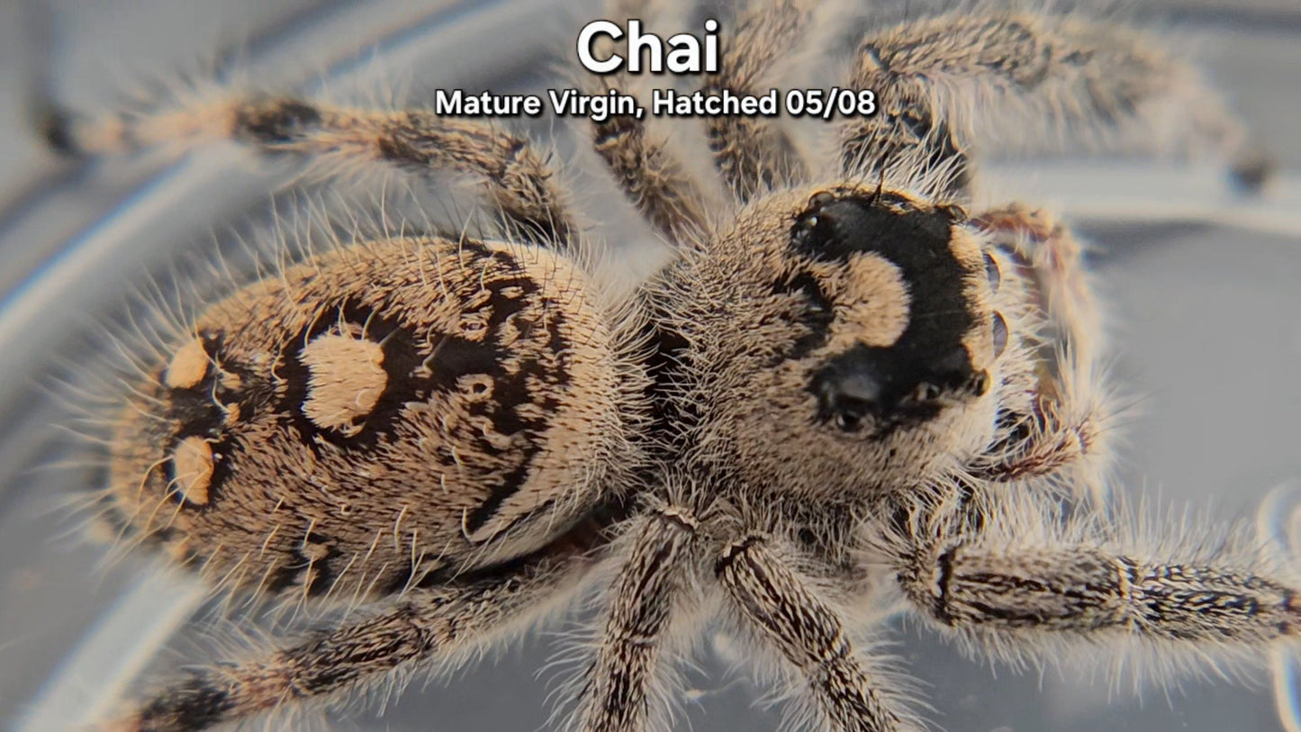 "Chai" Female Regal - Mature Virgin