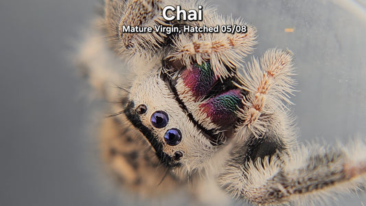 "Chai" Female Regal - Mature Virgin