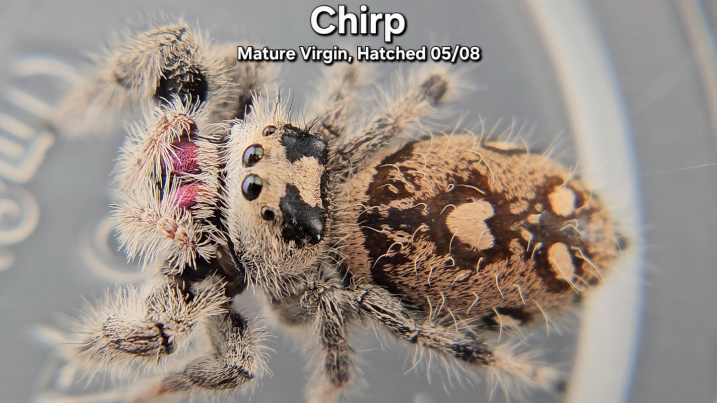 "Chirp" Female Regal - Mature Virgin
