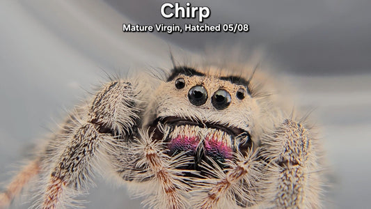 "Chirp" Female Regal - Mature Virgin