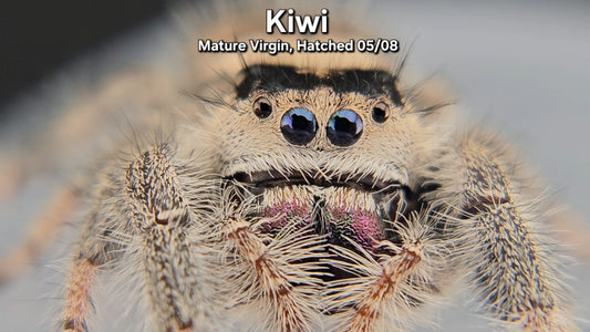 "Kiwi" Female Regal - Mature Virgin
