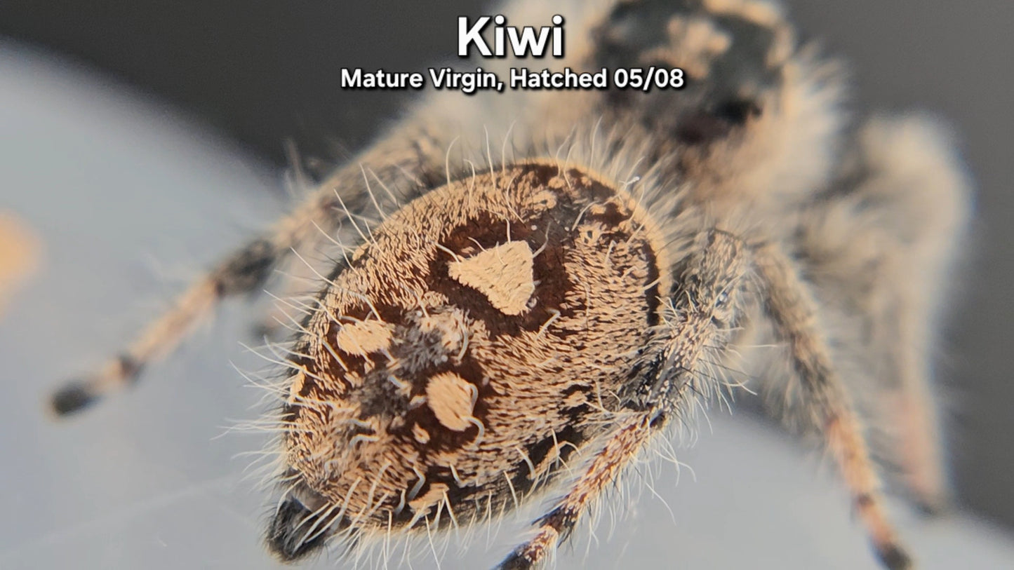 "Kiwi" Female Regal - Mature Virgin