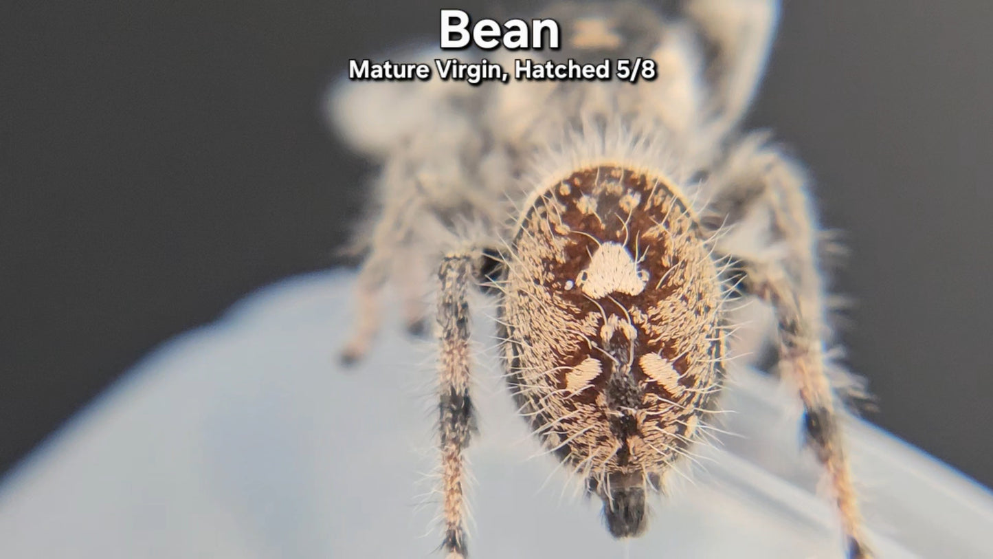 "Bean" Female Regal - Mature Virgin