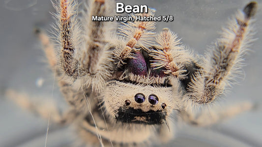 "Bean" Female Regal - Mature Virgin