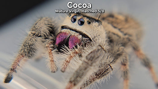 "Cocoa" Female Regal - Mature Virgin