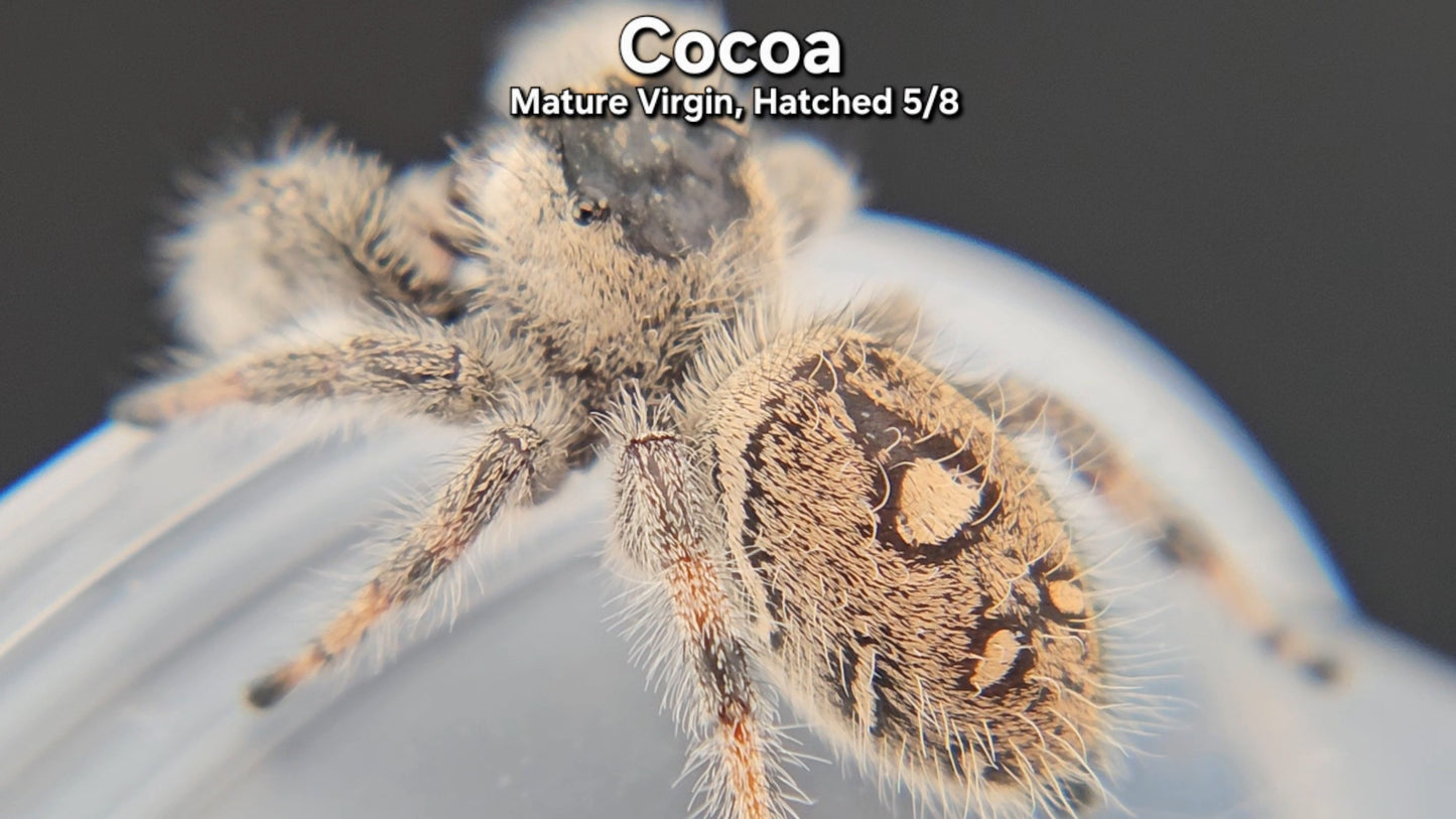 "Cocoa" Female Regal - Mature Virgin
