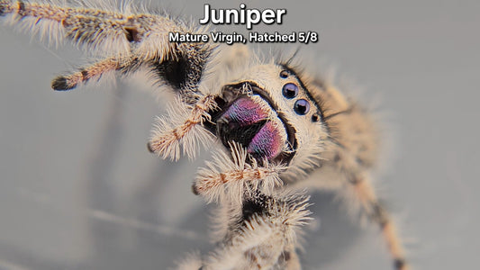 "Juniper" Female Regal - Mature Virgin