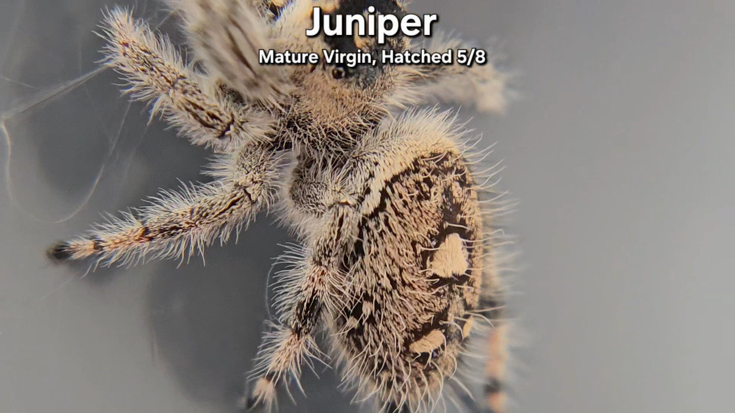 "Juniper" Female Regal - Mature Virgin