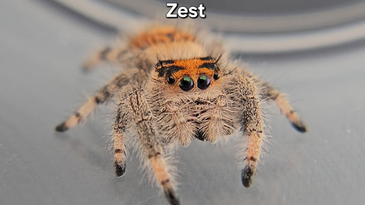 "Zest" Female Regal