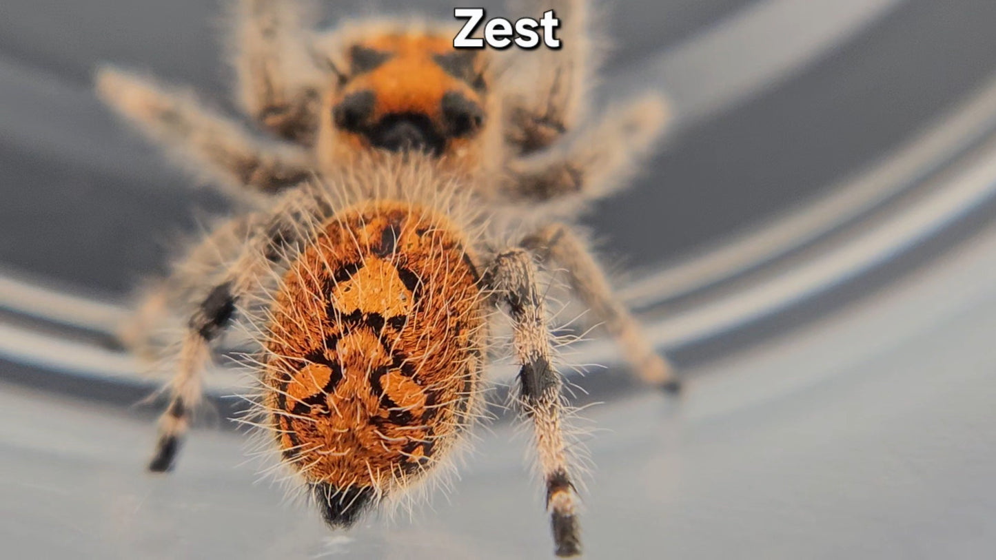 "Zest" Female Regal