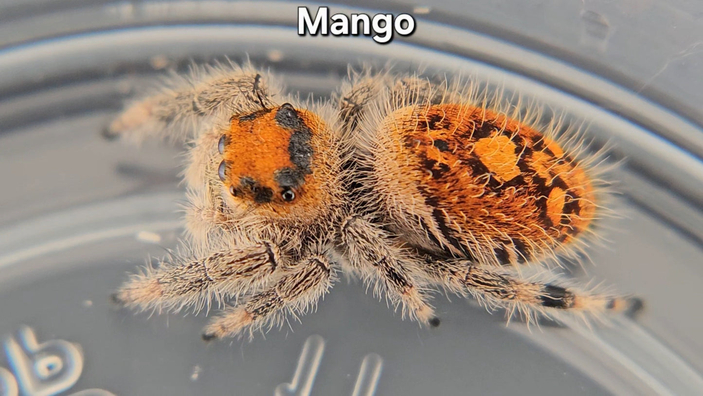 "Mango" Female Regal