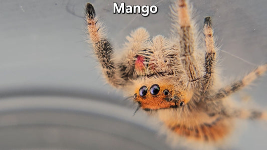 "Mango" Female Regal