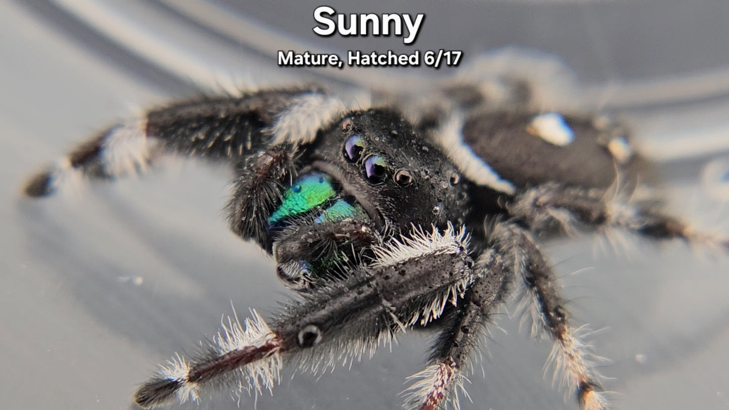 "Sunny" Male Regal - Mature