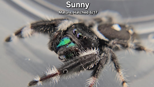 "Sunny" Male Regal - Mature