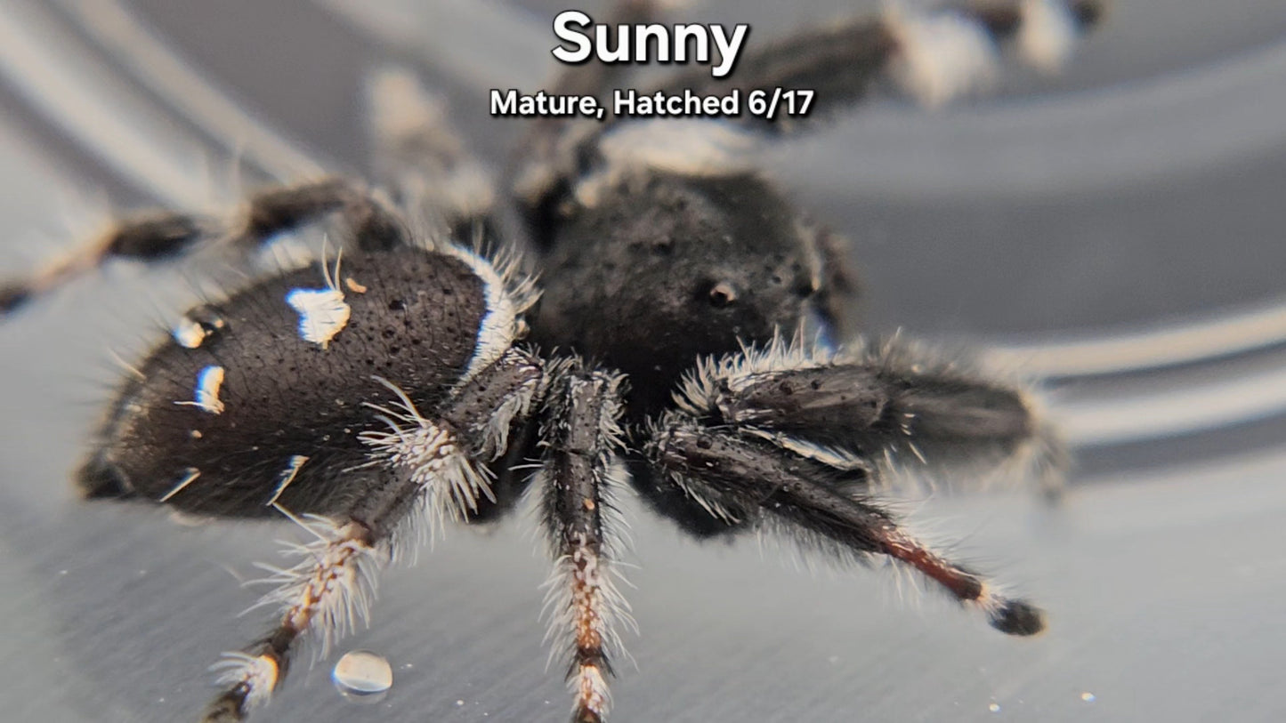"Sunny" Male Regal - Mature