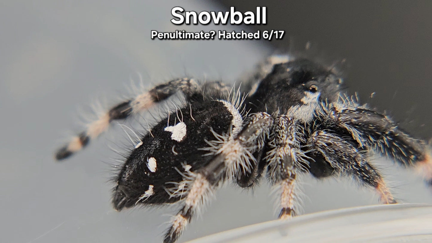 "Snowball" Male Regal - Penultimate Molt(?)