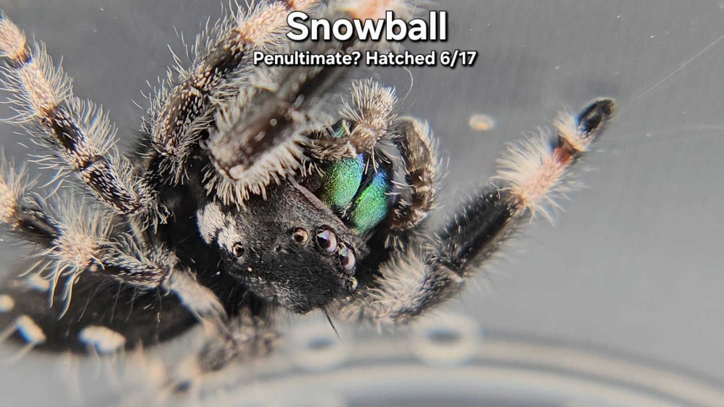 "Snowball" Male Regal - Penultimate Molt(?)