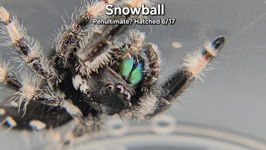 "Snowball" Male Regal - Penultimate Molt(?)