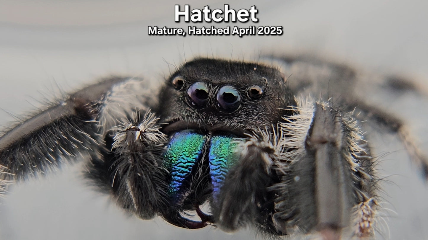 "Hatchet" Male Regal - Mature