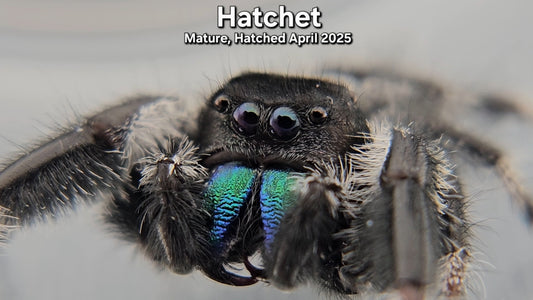 "Hatchet" Male Regal - Mature