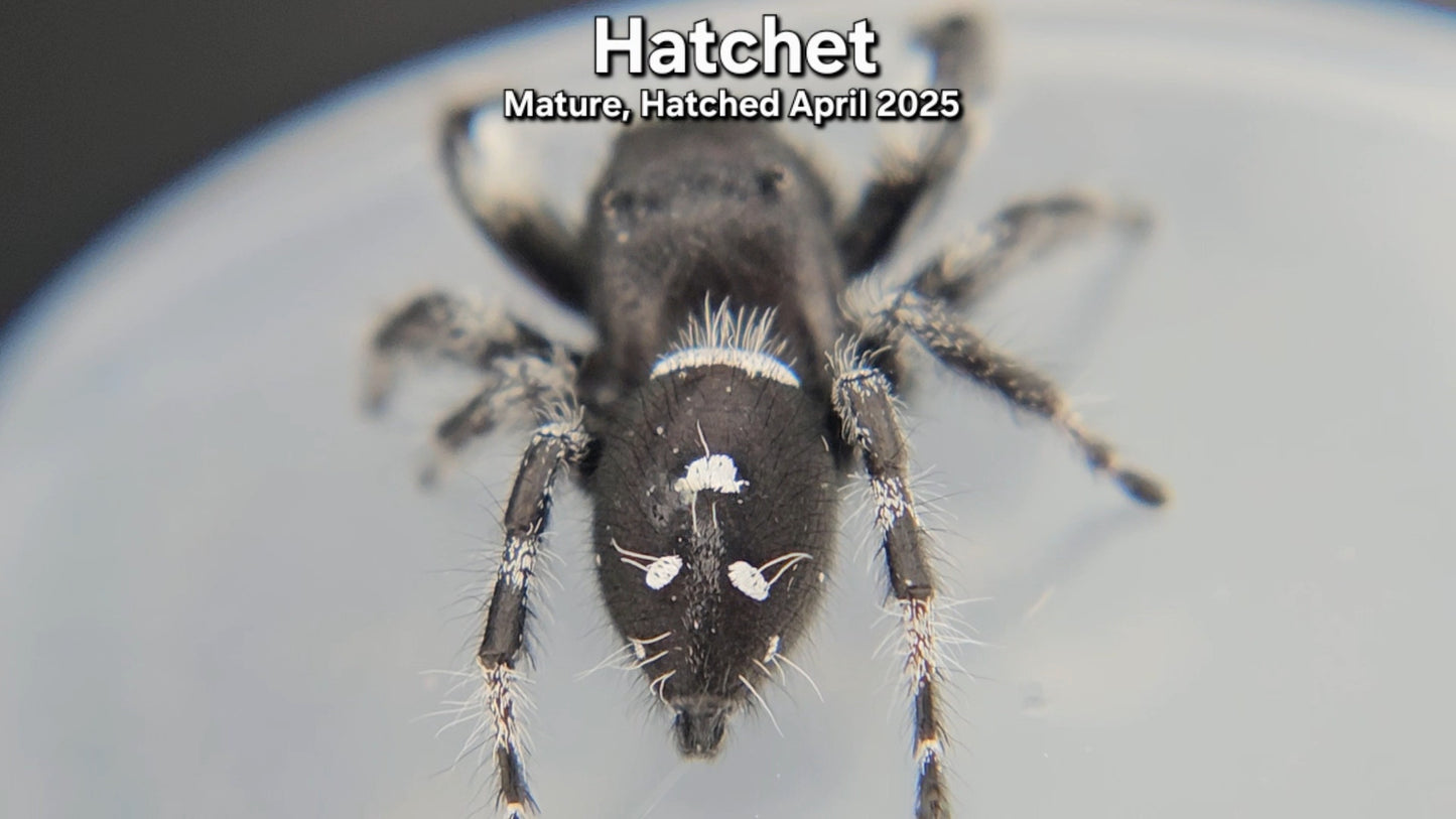 "Hatchet" Male Regal - Mature