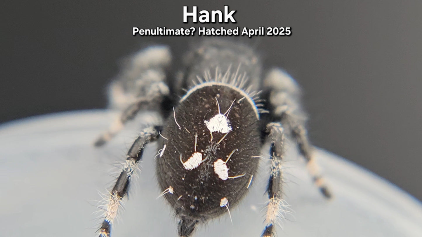"Hank" Male Regal - Penultimate Molt(?)
