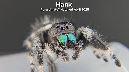 "Hank" Male Regal - Penultimate Molt(?)