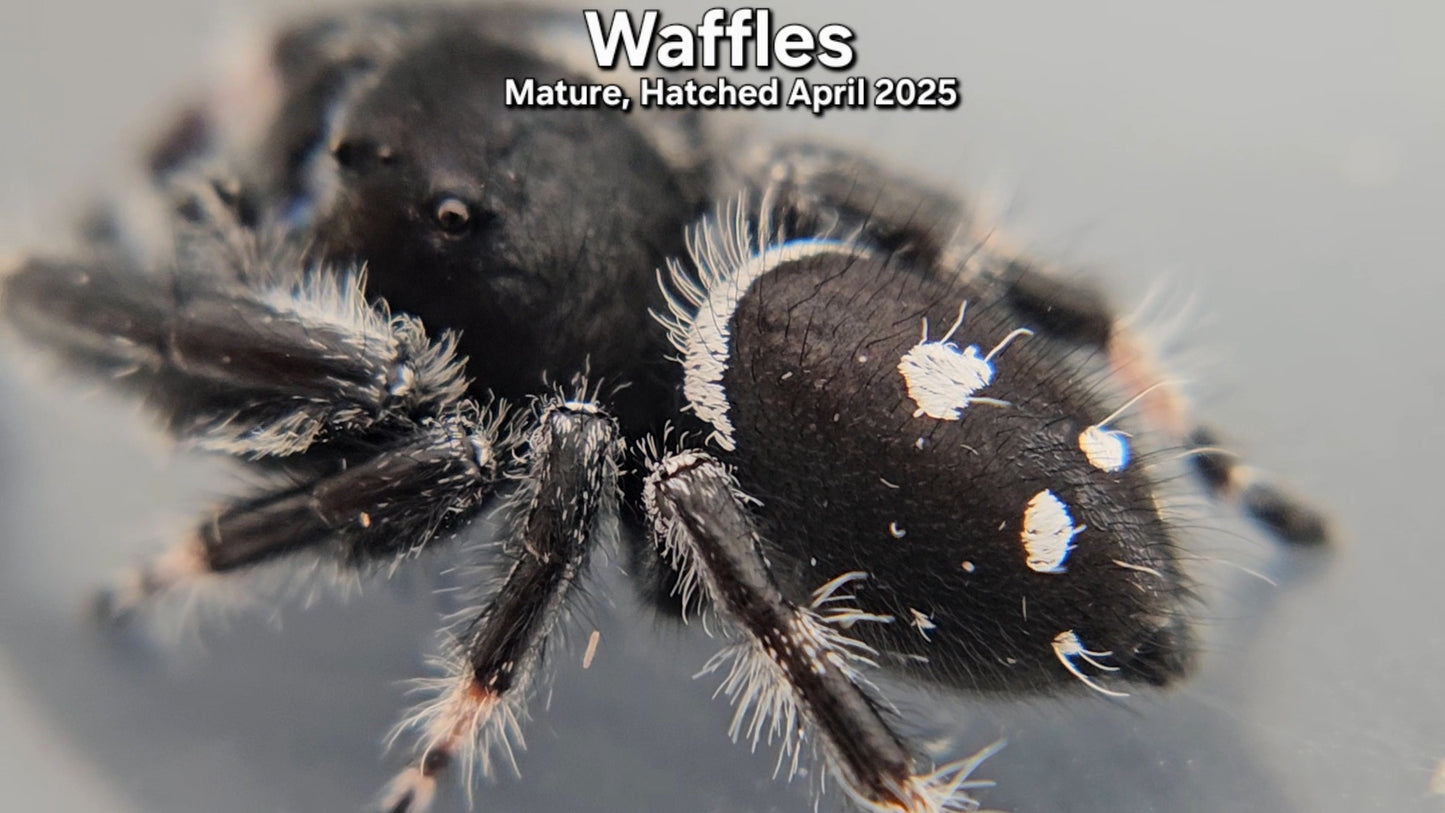"Waffles" Male Regal - Mature
